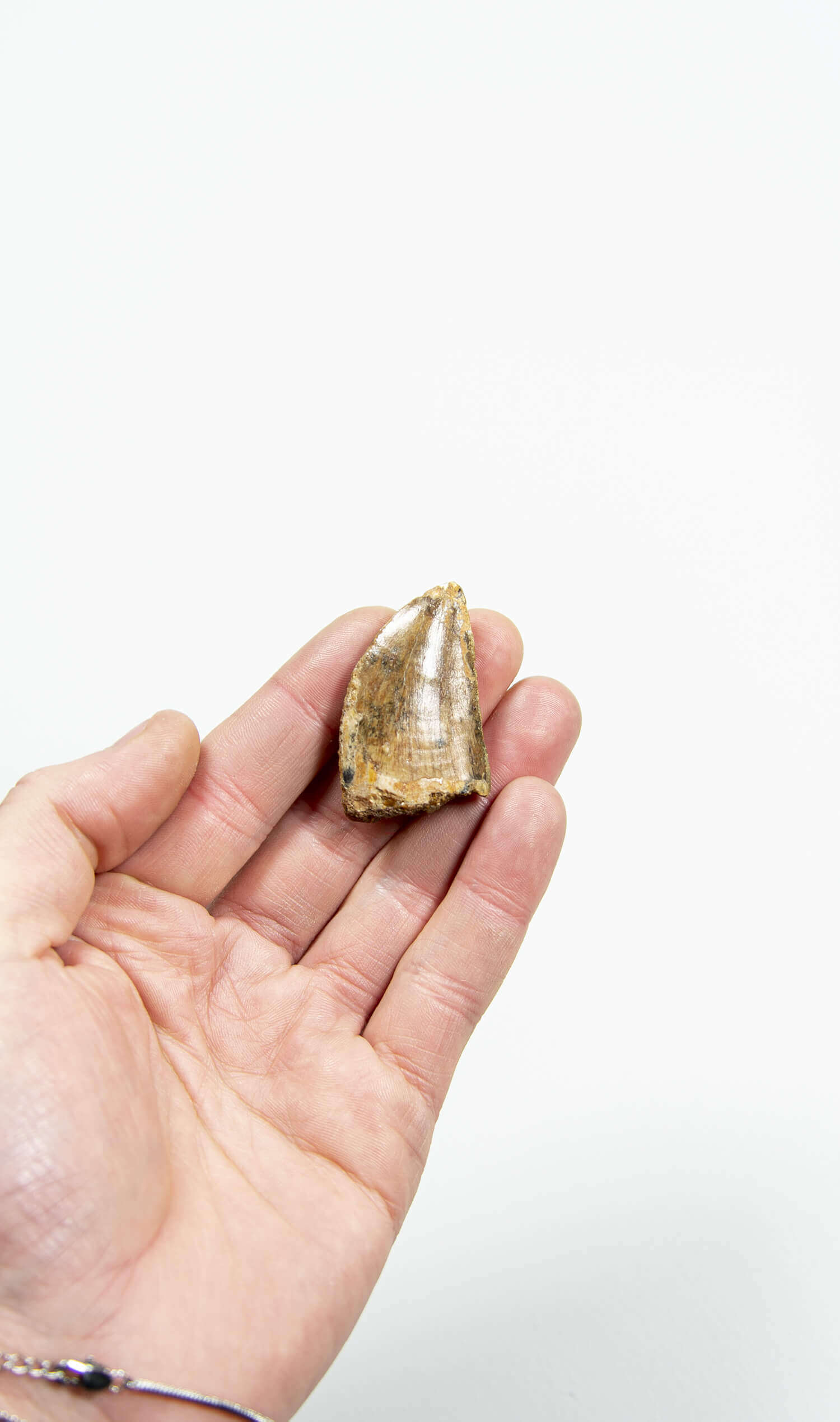 real fossil dinosaur carcharodontosaurus tooth for sale at the uk fossil store 58
