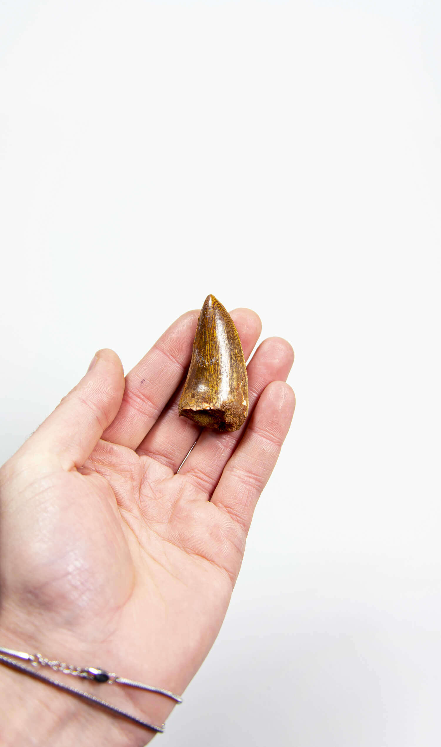 The Fossil Shark Tooth Cap Set Pendant | Starborn Creations