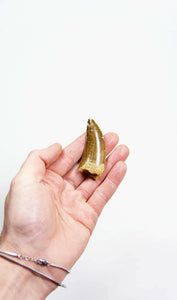 real fossil dinosaur carcharodontosaurus tooth for sale at the uk fossil store 61