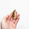 real fossil dinosaur carcharodontosaurus tooth for sale at the uk fossil store 62