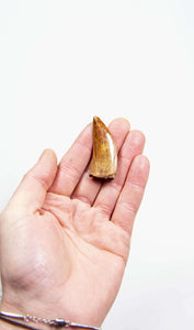 real fossil dinosaur carcharodontosaurus tooth for sale at the uk fossil store 63