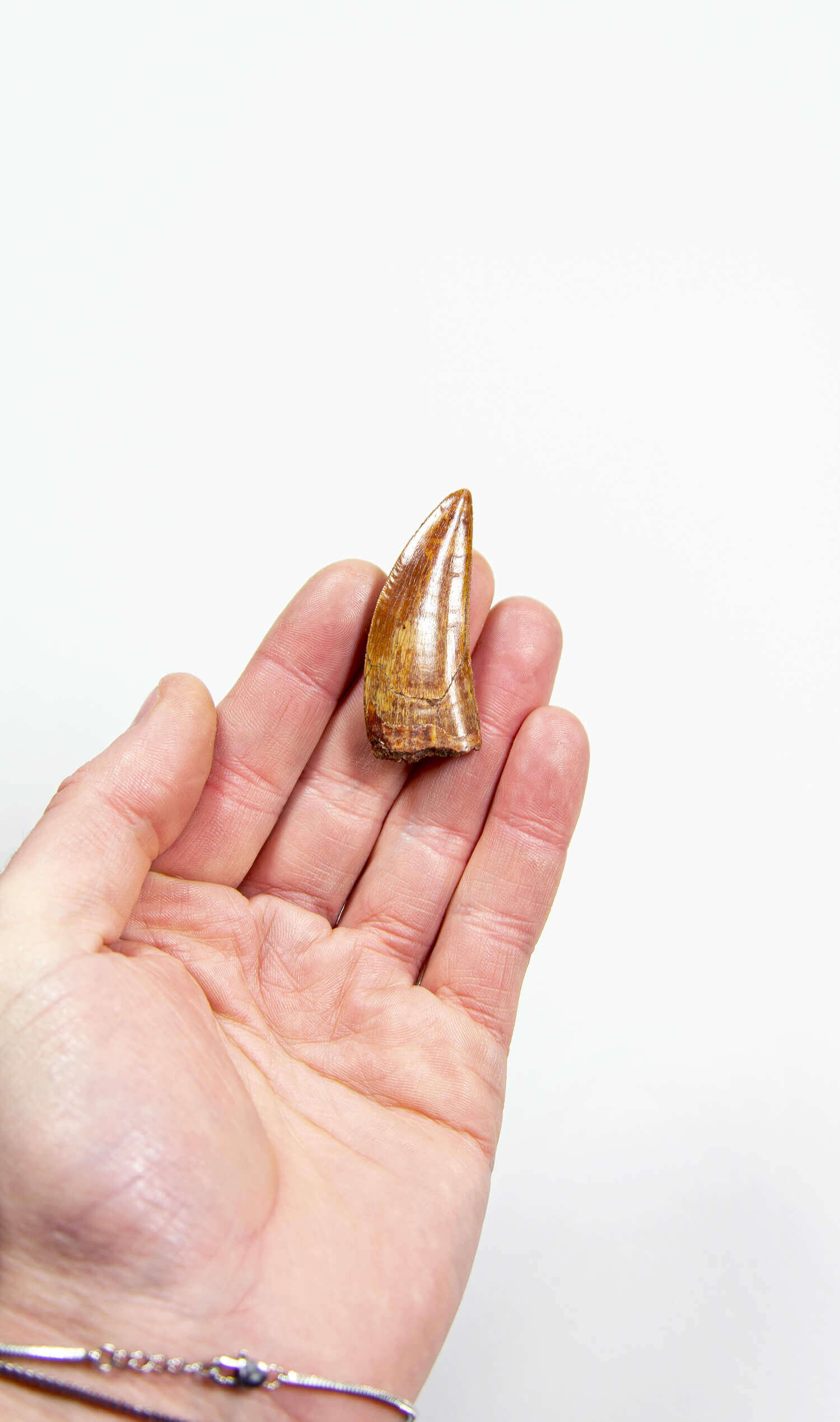 real fossil dinosaur carcharodontosaurus tooth for sale at the uk fossil store 64
