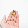 real fossil dinosaur carcharodontosaurus tooth for sale at the uk fossil store 65
