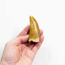 real fossil dinosaur carcharodontosaurus tooth for sale at the uk fossil store 69