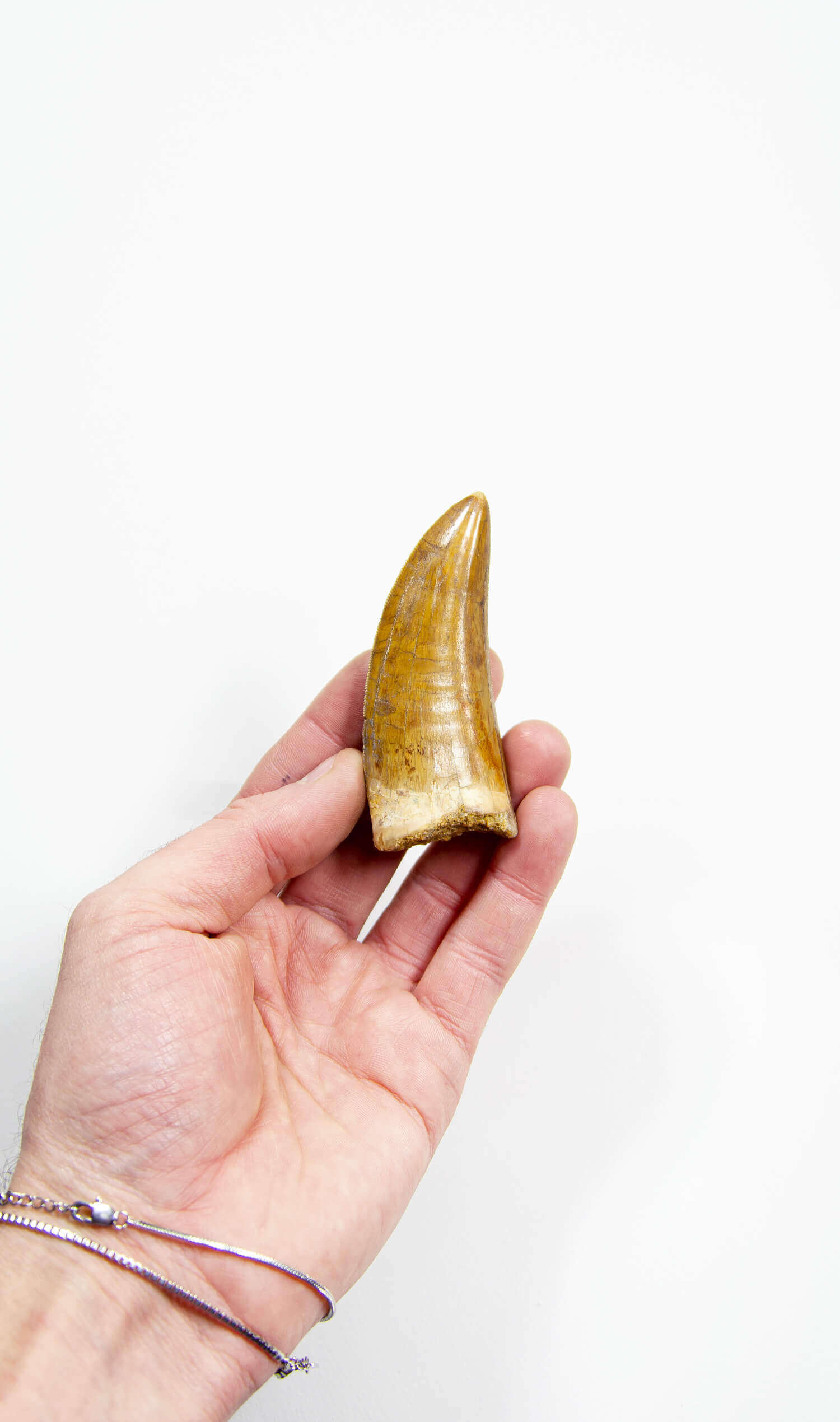 Buy Real Dinosaur Tooth, Spinosaurus Necklace in Gold, Natural Fossil  Pendant, Spinosaur Fossil Jewelry, 14k Gold Wire Wrap Jewelry for Science  Online in India - Etsy