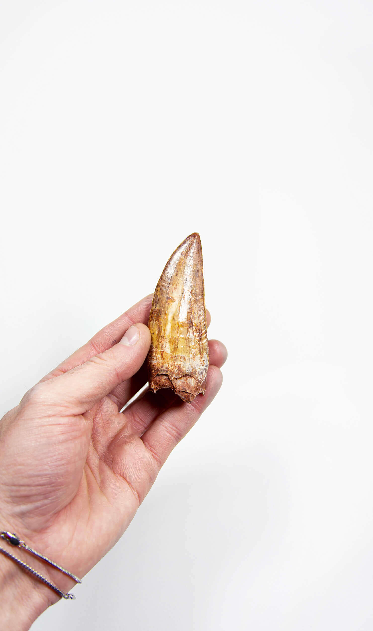 real fossil dinosaur carcharodontosaurus tooth for sale at the uk fossil store 71