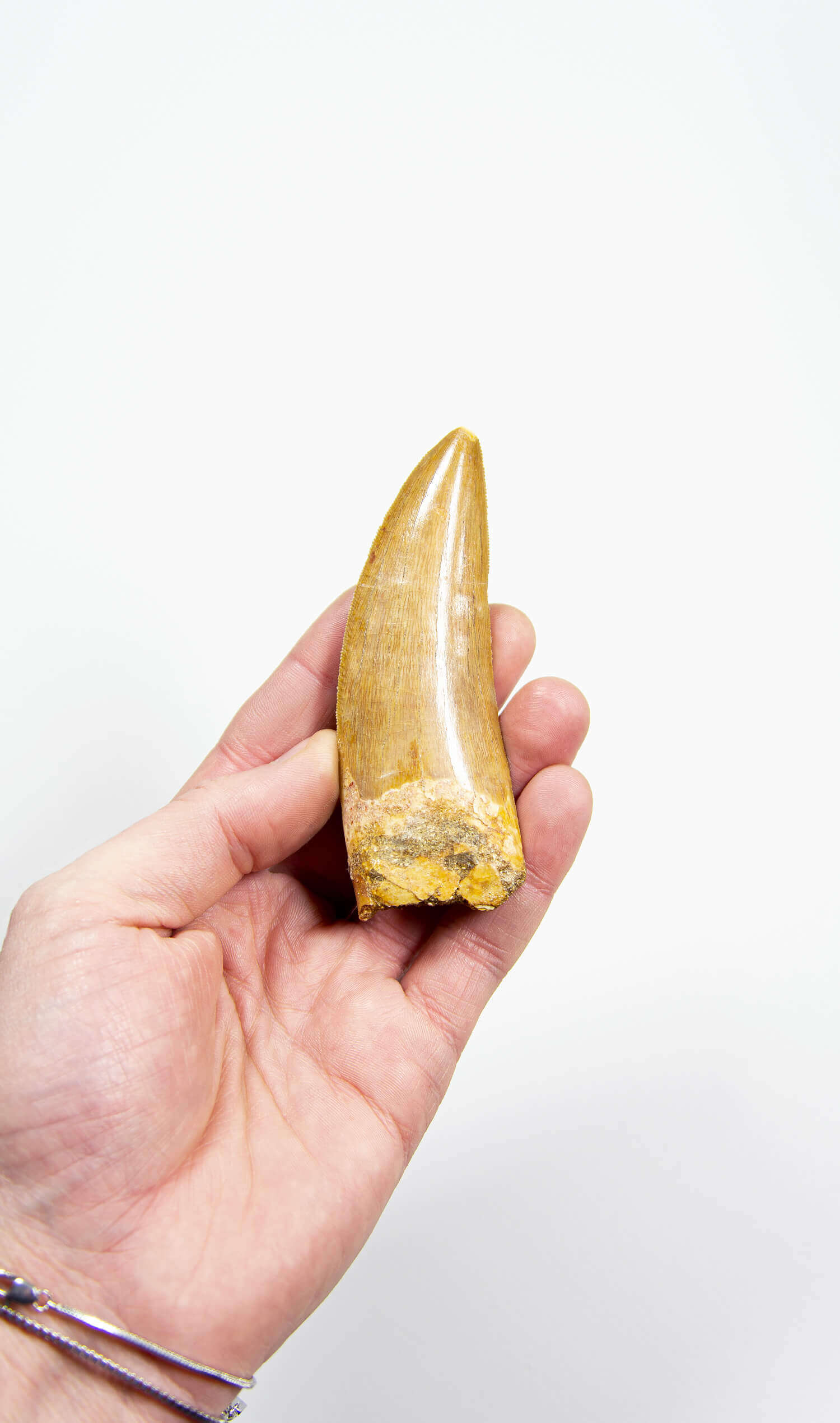 real fossil dinosaur carcharodontosaurus tooth for sale at the uk fossil store 75