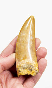 real fossil dinosaur carcharodontosaurus tooth for sale at the uk fossil store 76