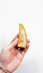 real fossil dinosaur carcharodontosaurus tooth for sale at the uk fossil store 77