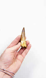 fossil dinosaur spinosaurus tooth for sale at the uk fossil store 84