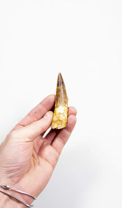 fossil dinosaur spinosaurus tooth for sale at the uk fossil store 85