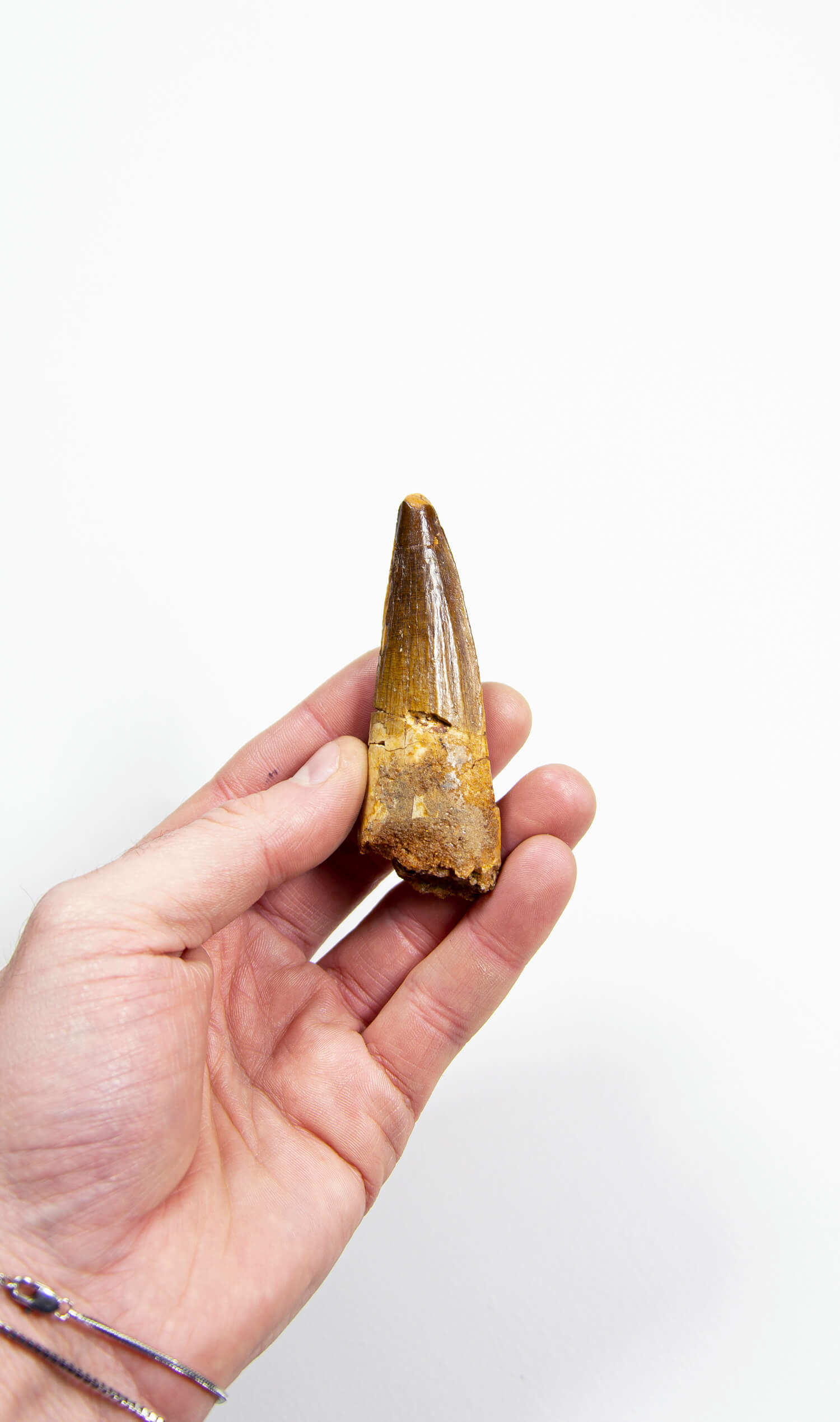 fossil dinosaur spinosaurus tooth for sale at the uk fossil store 86