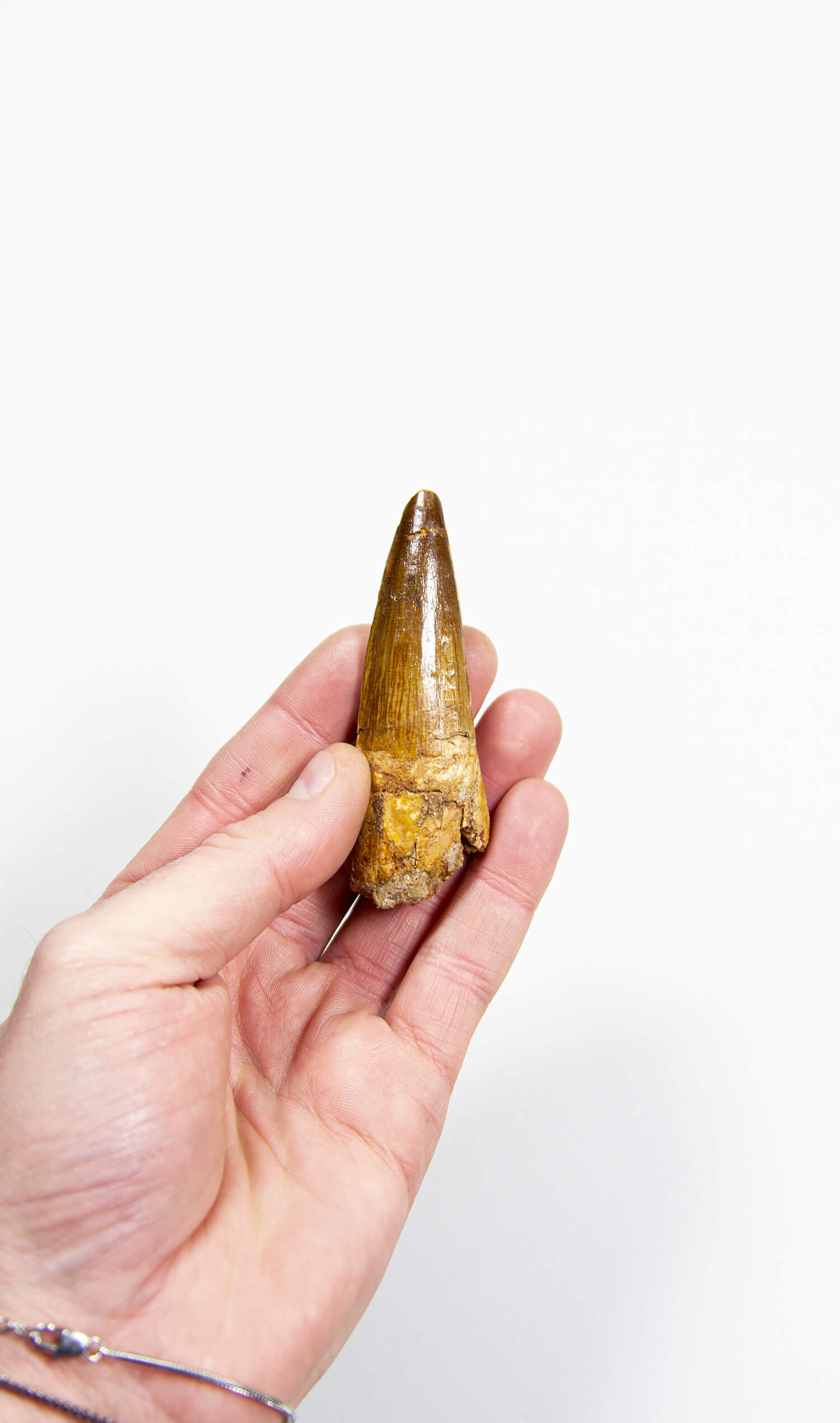 fossil dinosaur spinosaurus tooth for sale at the uk fossil store 87