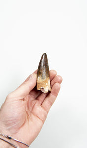 fossil dinosaur spinosaurus tooth for sale at the uk fossil store 88