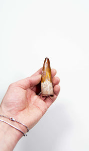 fossil dinosaur spinosaurus tooth for sale at the uk fossil store 90