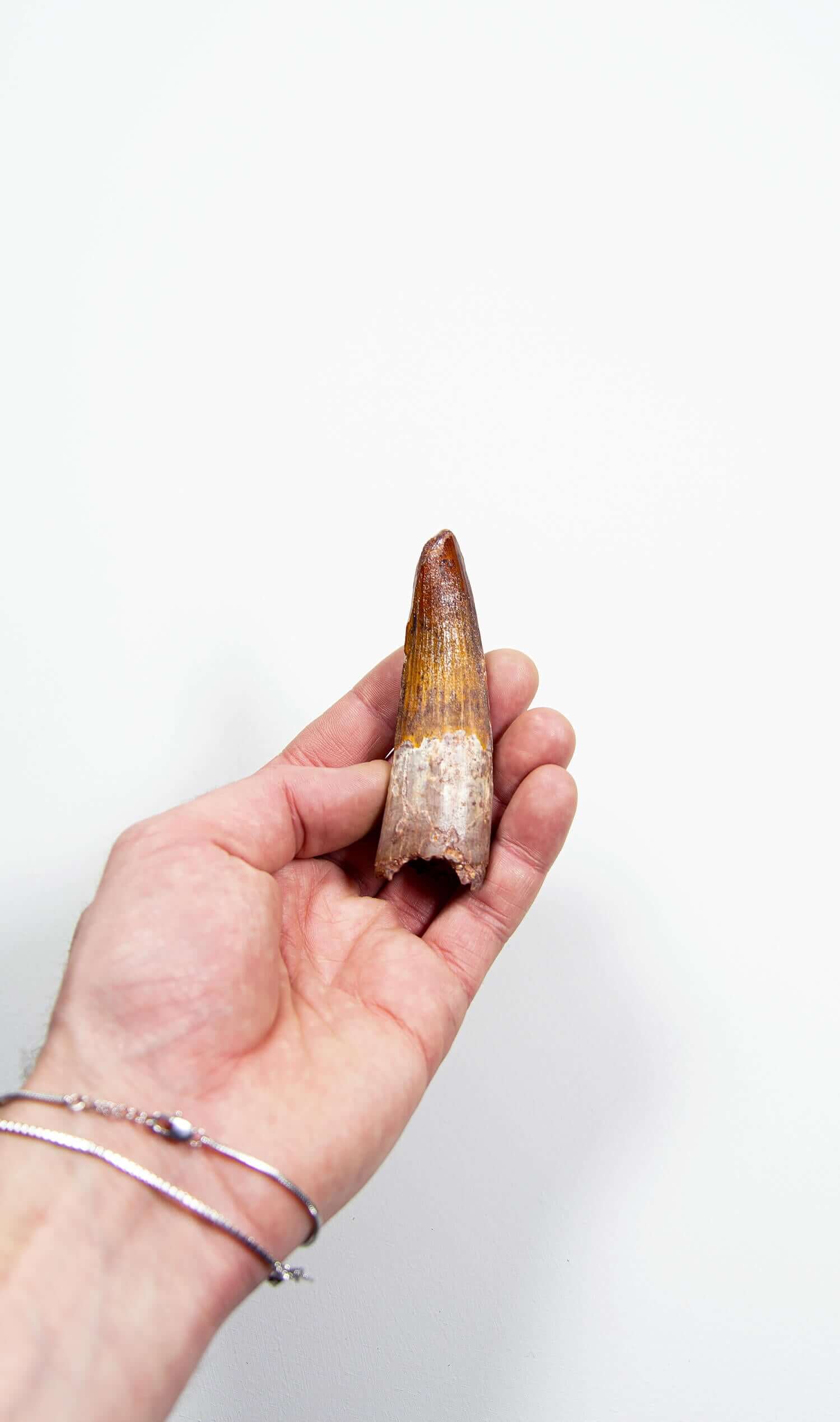 fossil dinosaur spinosaurus tooth for sale at the uk fossil store 91