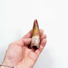 fossil dinosaur spinosaurus tooth for sale at the uk fossil store 91