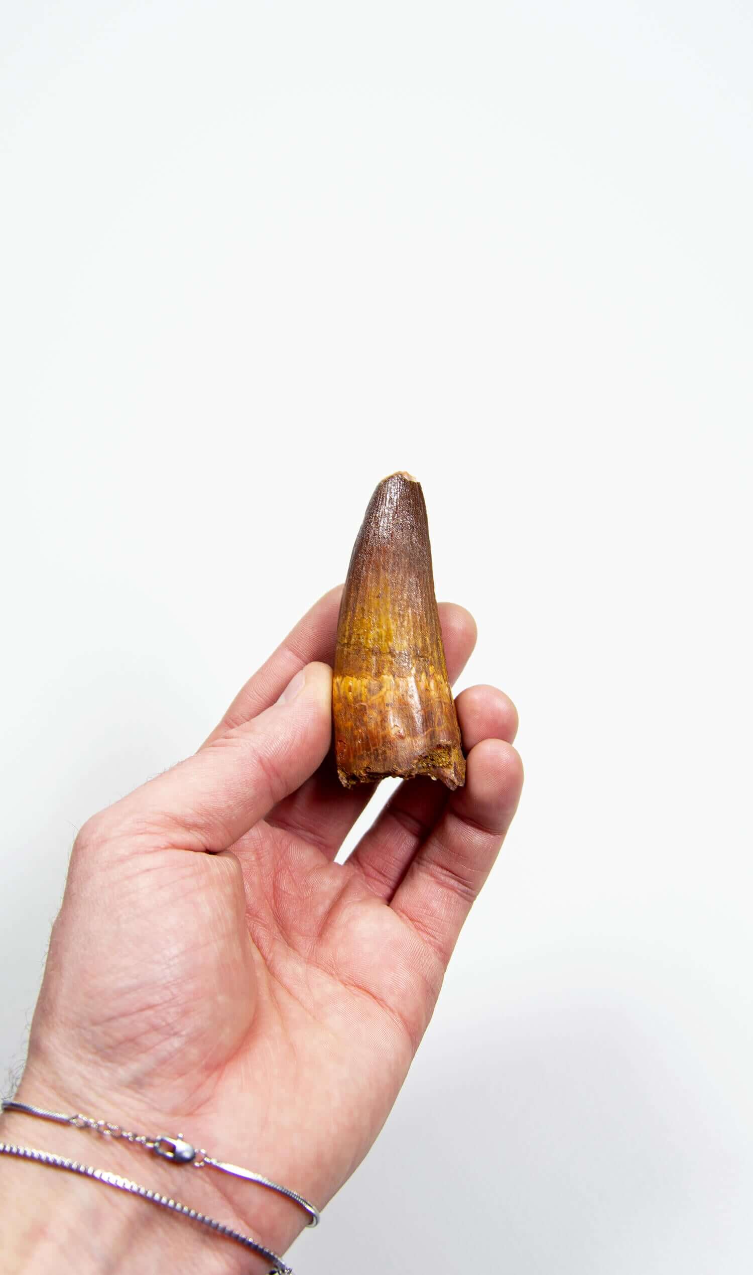 fossil dinosaur spinosaurus tooth for sale at the uk fossil store 92