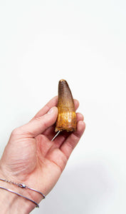 fossil dinosaur spinosaurus tooth for sale at the uk fossil store 93