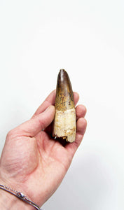fossil dinosaur spinosaurus tooth for sale at the uk fossil store 94