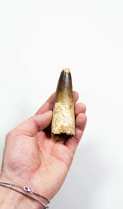 fossil dinosaur spinosaurus tooth for sale at the uk fossil store 95