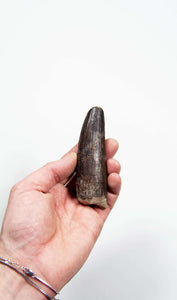 fossil dinosaur spinosaurus tooth for sale at the uk fossil store 96