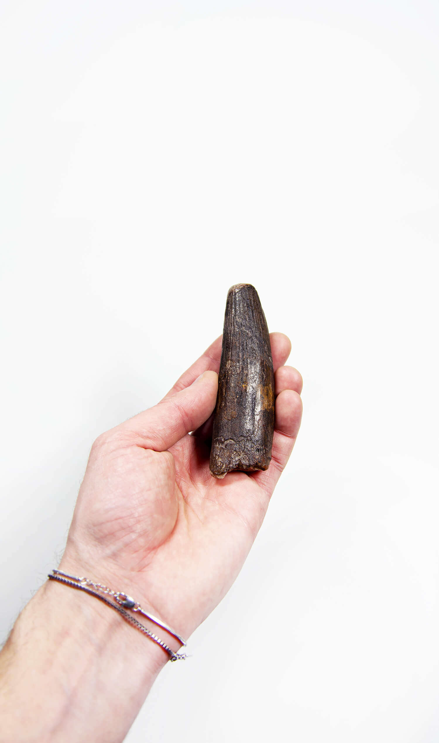 fossil dinosaur spinosaurus tooth for sale at the uk fossil store 97