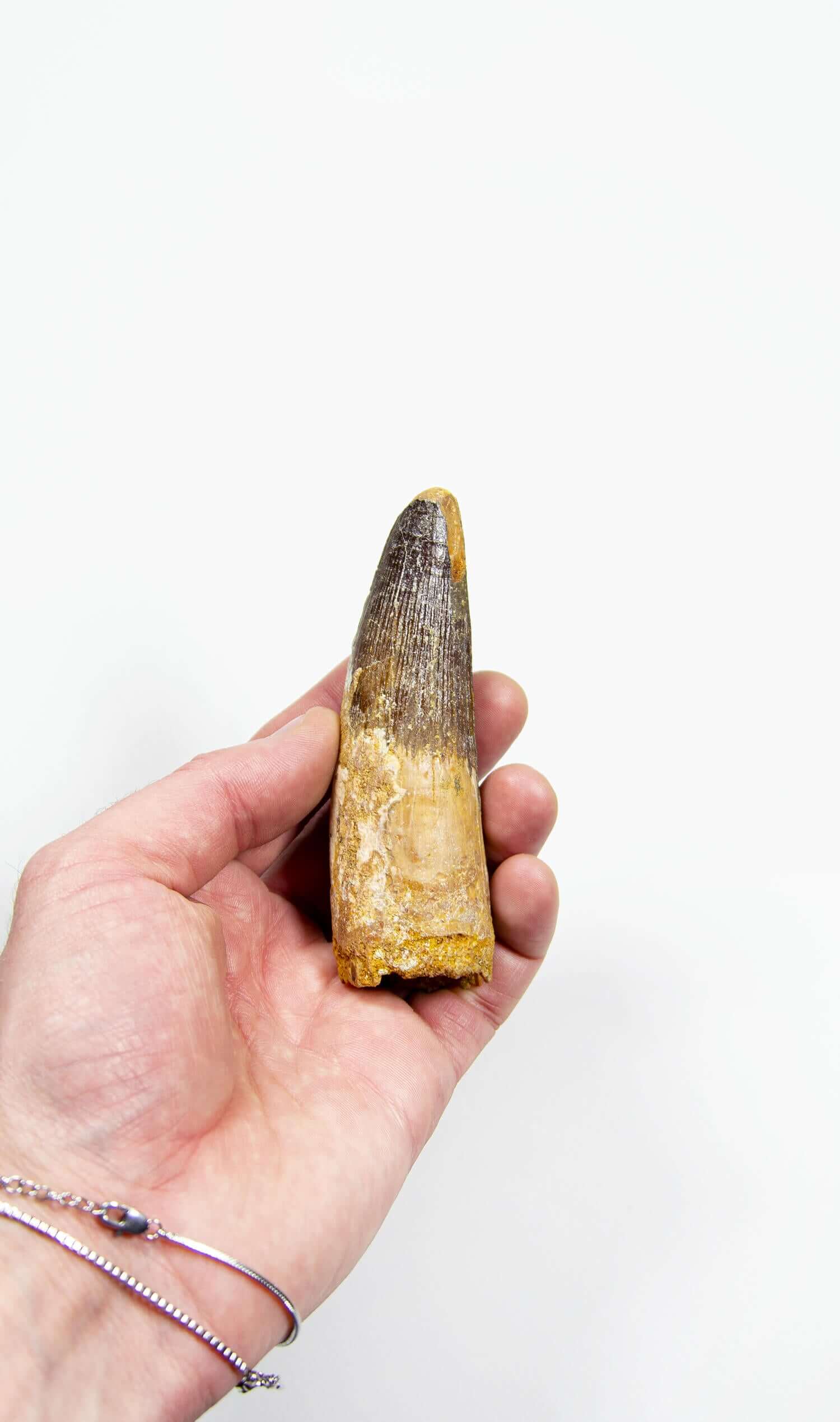fossil dinosaur spinosaurus tooth for sale at the uk fossil store 99