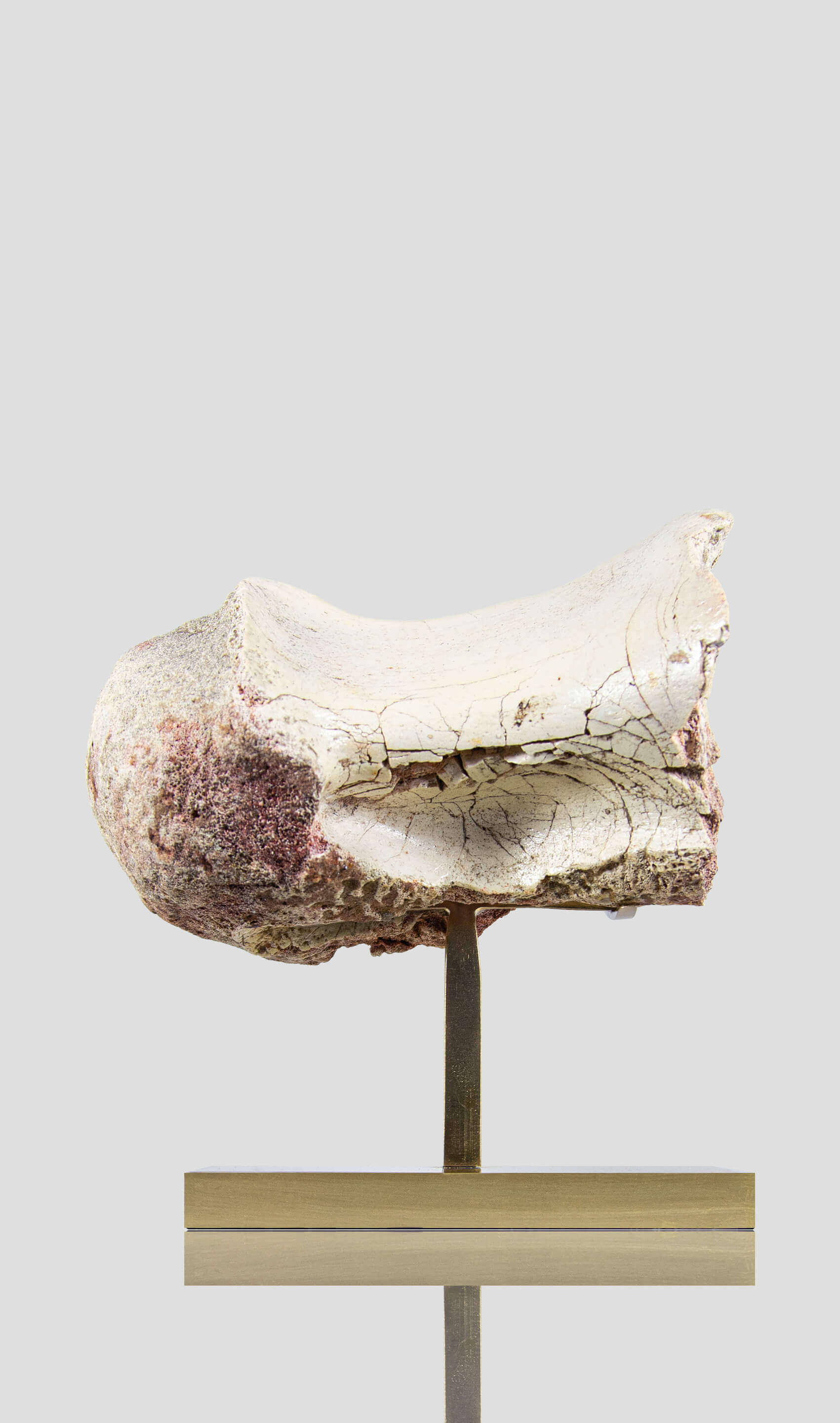 white spinosaurus dinosaur vertebra for sale on brass stand 01