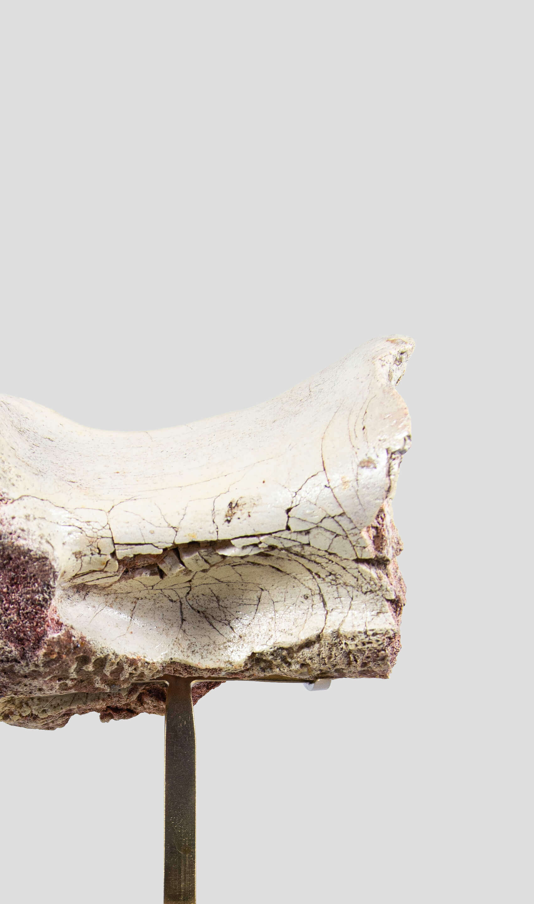 white spinosaurus dinosaur vertebra for sale on brass stand 03