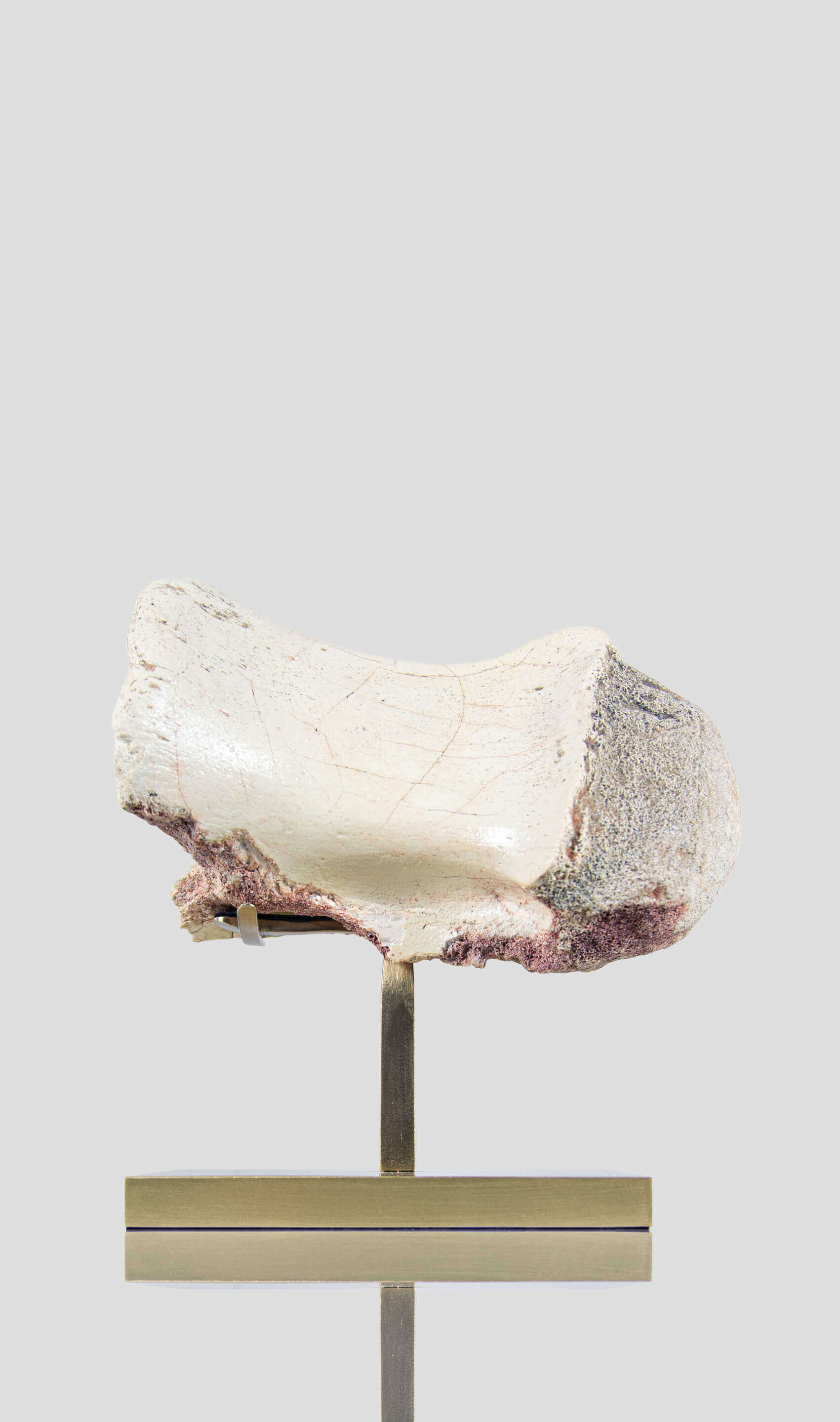 white spinosaurus dinosaur vertebra for sale on brass stand 09
