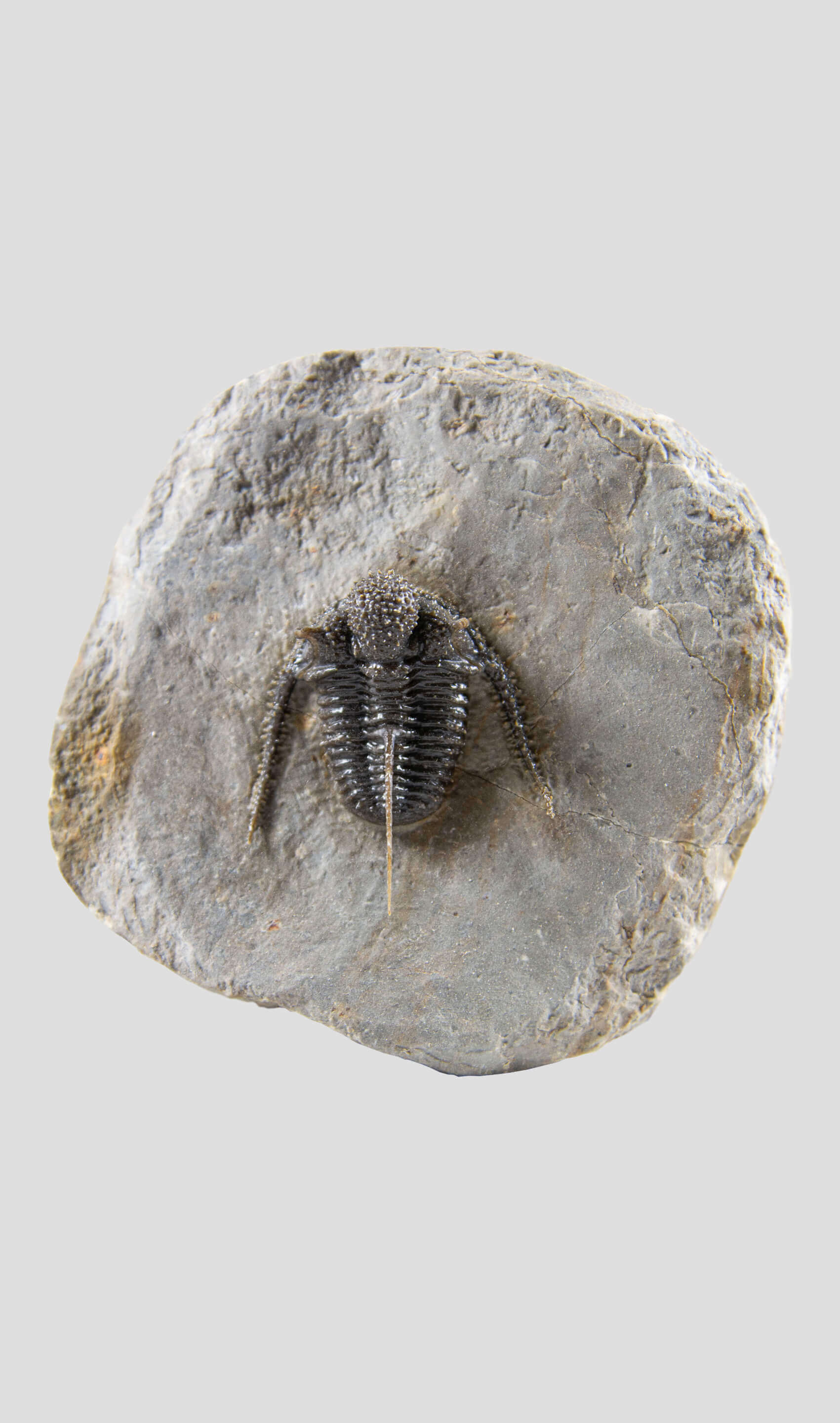 A very nice authentic rare spiny trilobite fossil for sale 99