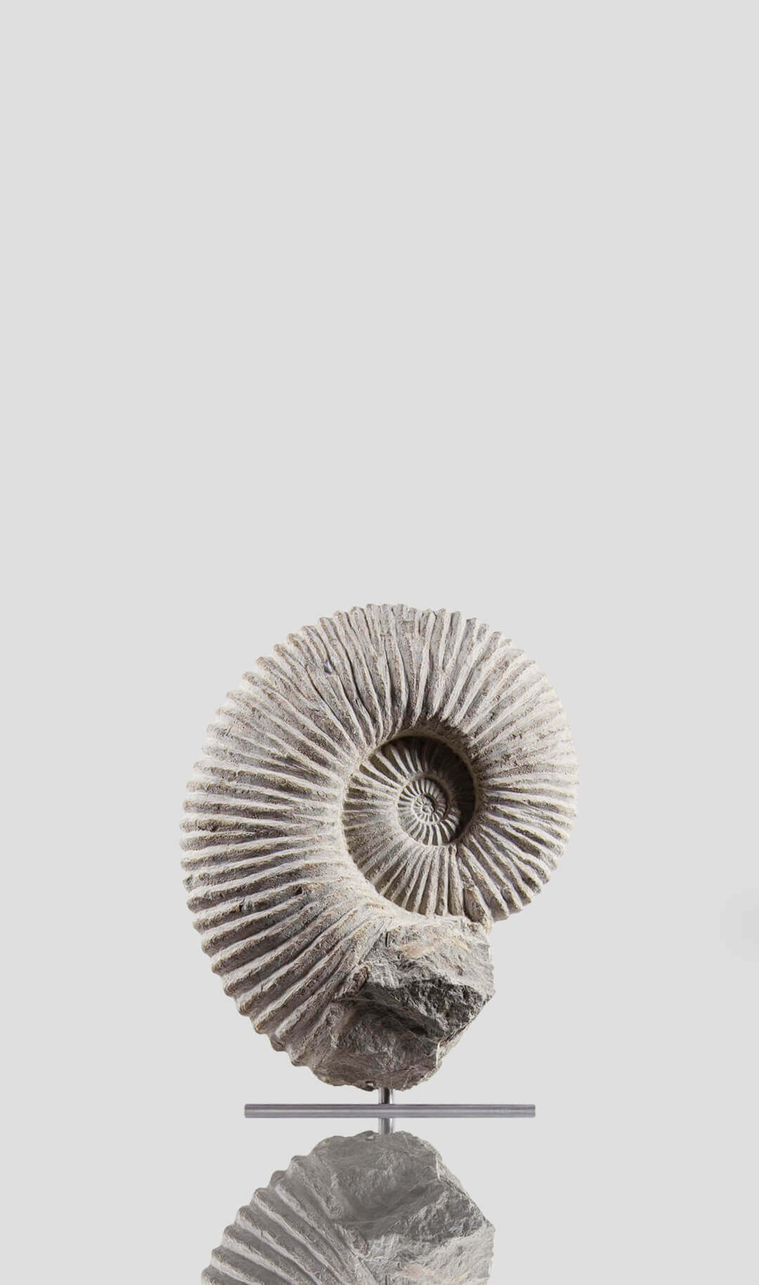mantelliceras ammonite for sale on stainless steel swivel stand 03