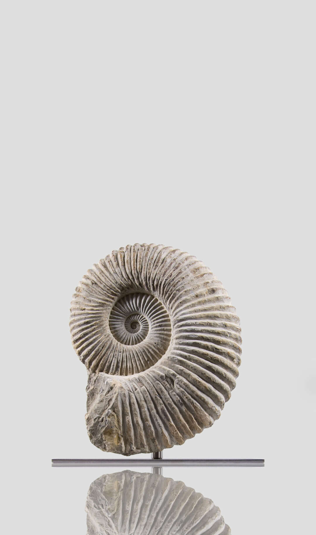 mantelliceras ammonite for sale on stainless steel swivel stand 04