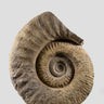 mantelliceras ammonite for sale on stainless steel swivel stand 05