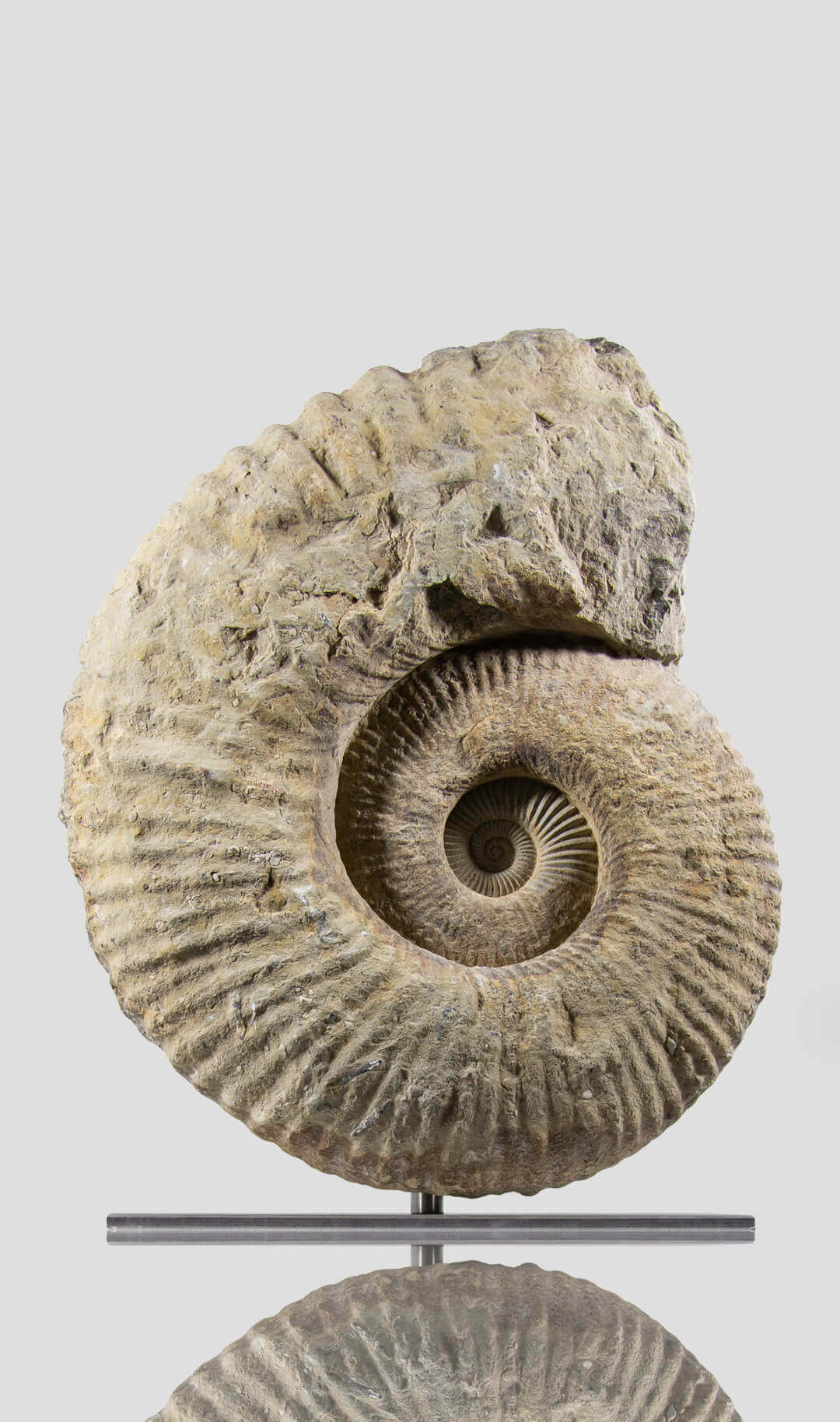 mantelliceras ammonite for sale on stainless steel swivel stand 06