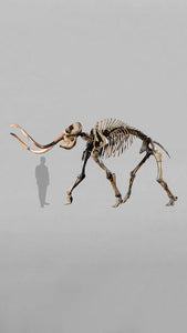 stunning fossil woolly mammoth skeleton for sale at the uk fossil shop 16