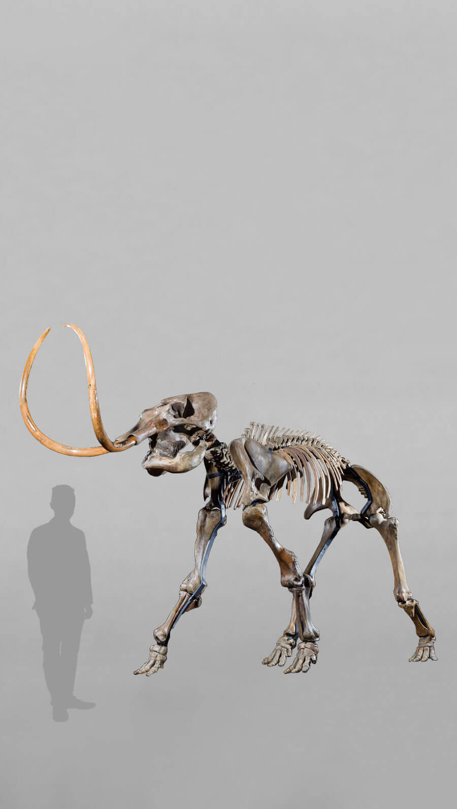 stunning fossil woolly mammoth skeleton for sale at the uk fossil shop 17