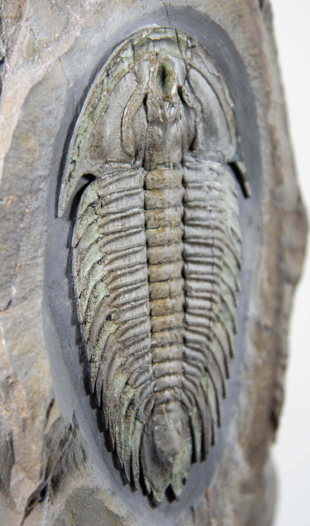 Fossil trilobites for sale on brass stands for interiors at the fossil store 27