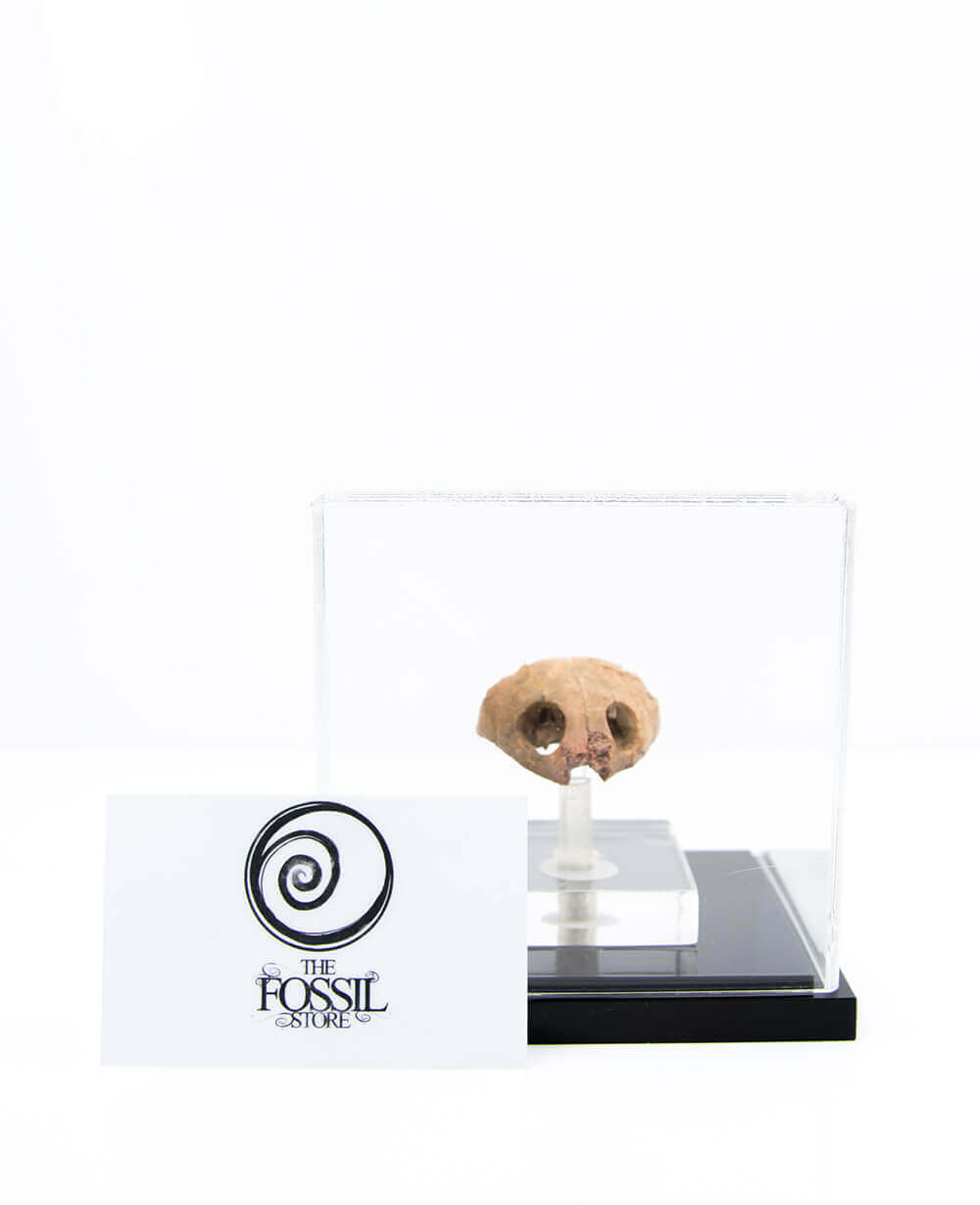 A rare side-neck Bothremydidae turtle skull fossil for sale on stainless steel pedestal now available at THE FOSSIL STORE