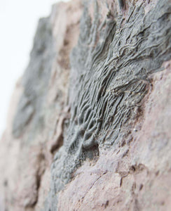 A museum-standard Scyphocrinites elegans crinoid fossil for sale measuring 2.1 feet on our custom designed bronze stand