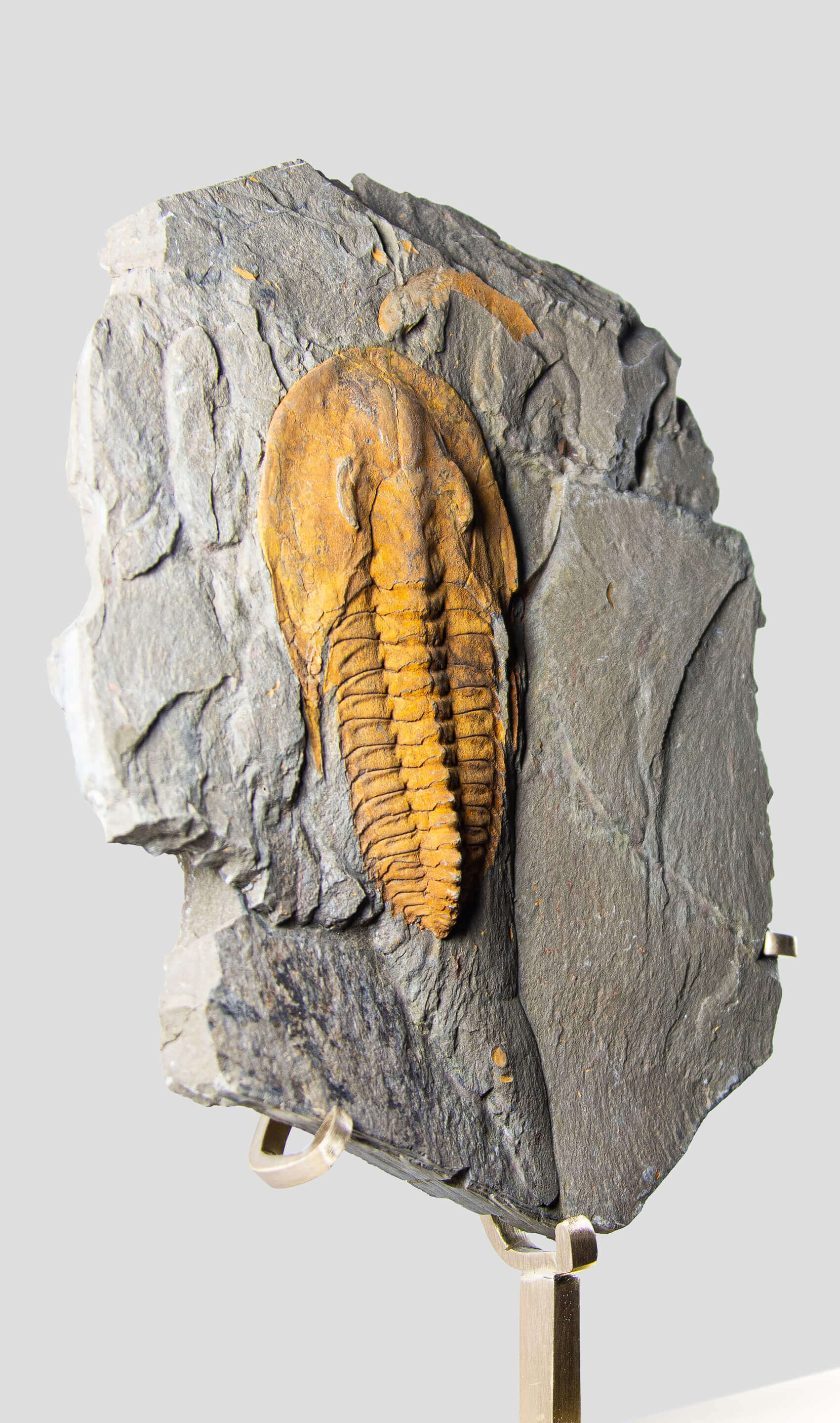 A stunning authentic and rare fossil paradoxes trilobite for sale 311