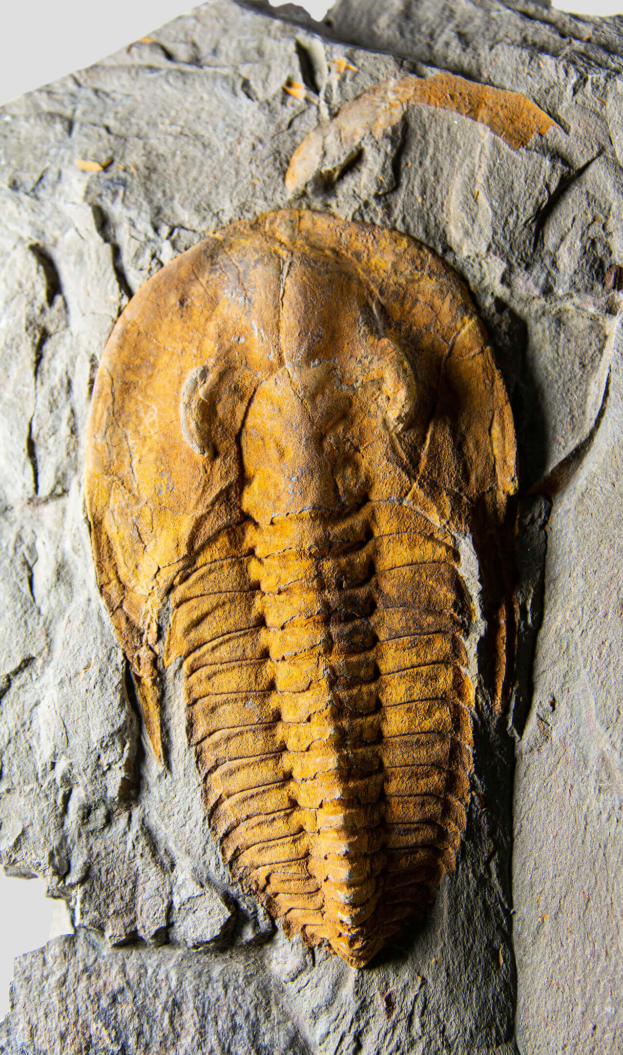 A stunning authentic and rare fossil paradoxes trilobite for sale 320