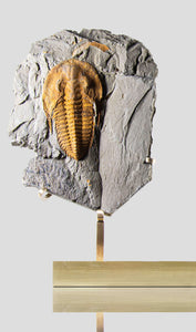 A stunning authentic and rare fossil paradoxes trilobite for sale 3209