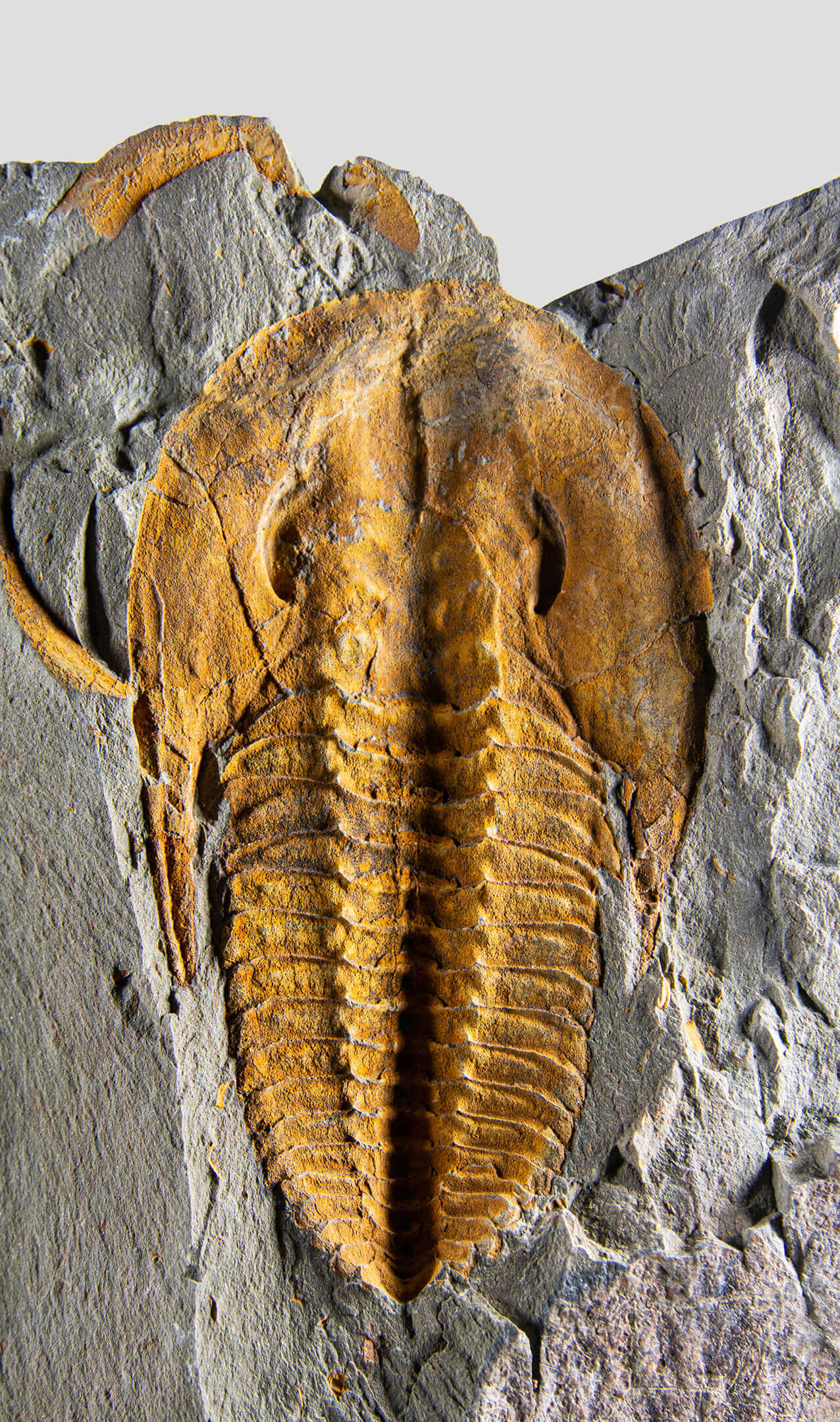 A stunning authentic and rare fossil paradoxes trilobite for sale 321
