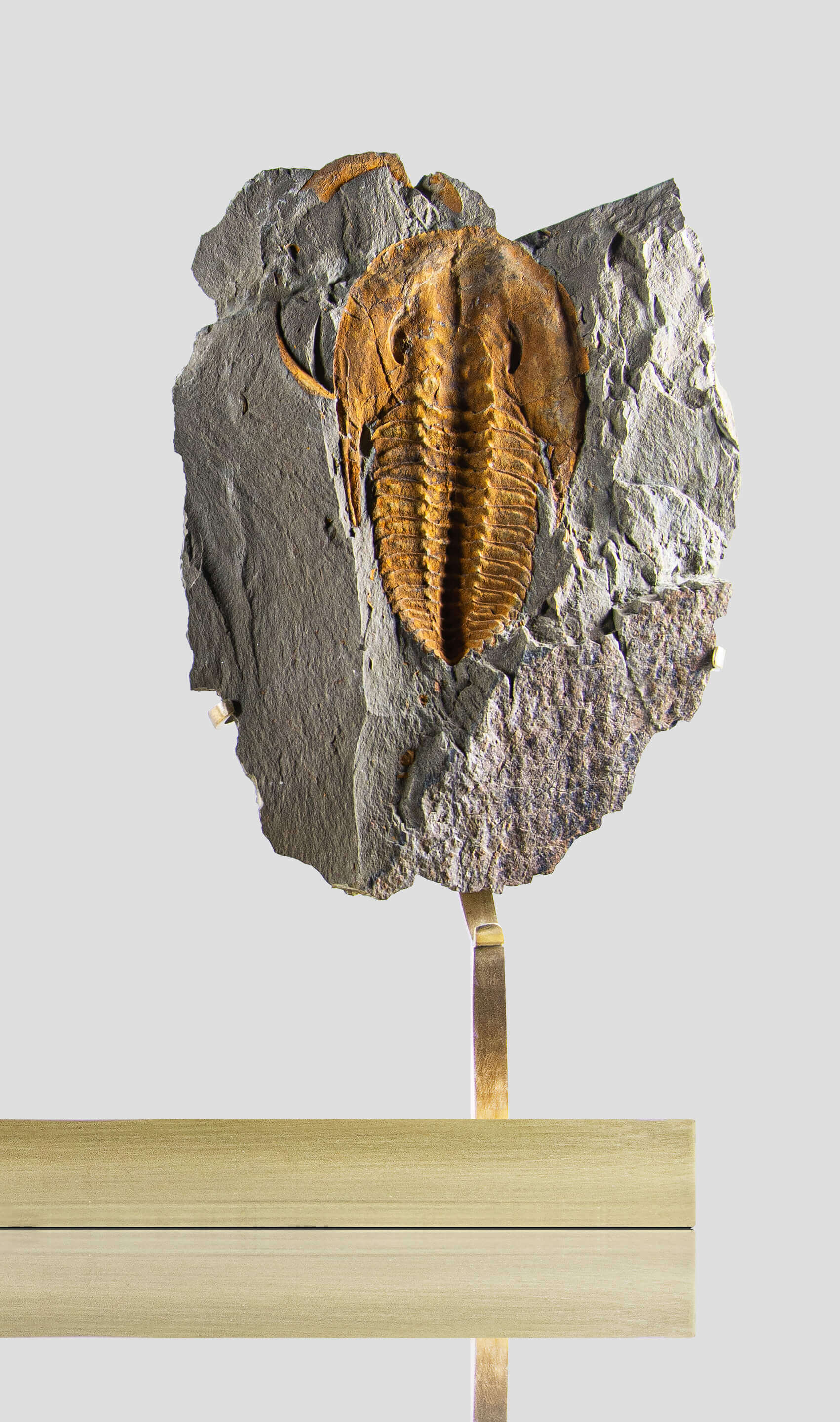 A stunning authentic and rare fossil paradoxes trilobite for sale 322