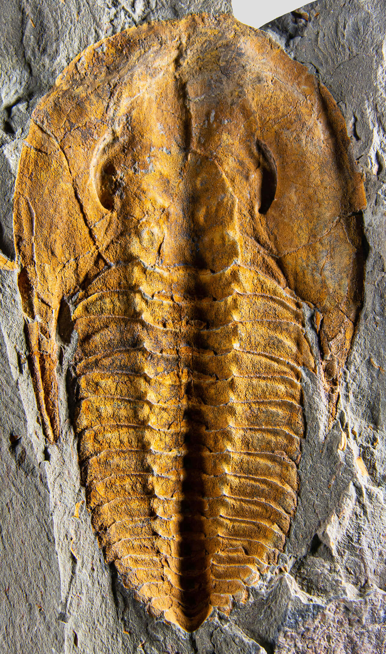 A stunning authentic and rare fossil paradoxes trilobite for sale 323
