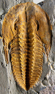 A stunning authentic and rare fossil paradoxes trilobite for sale 323