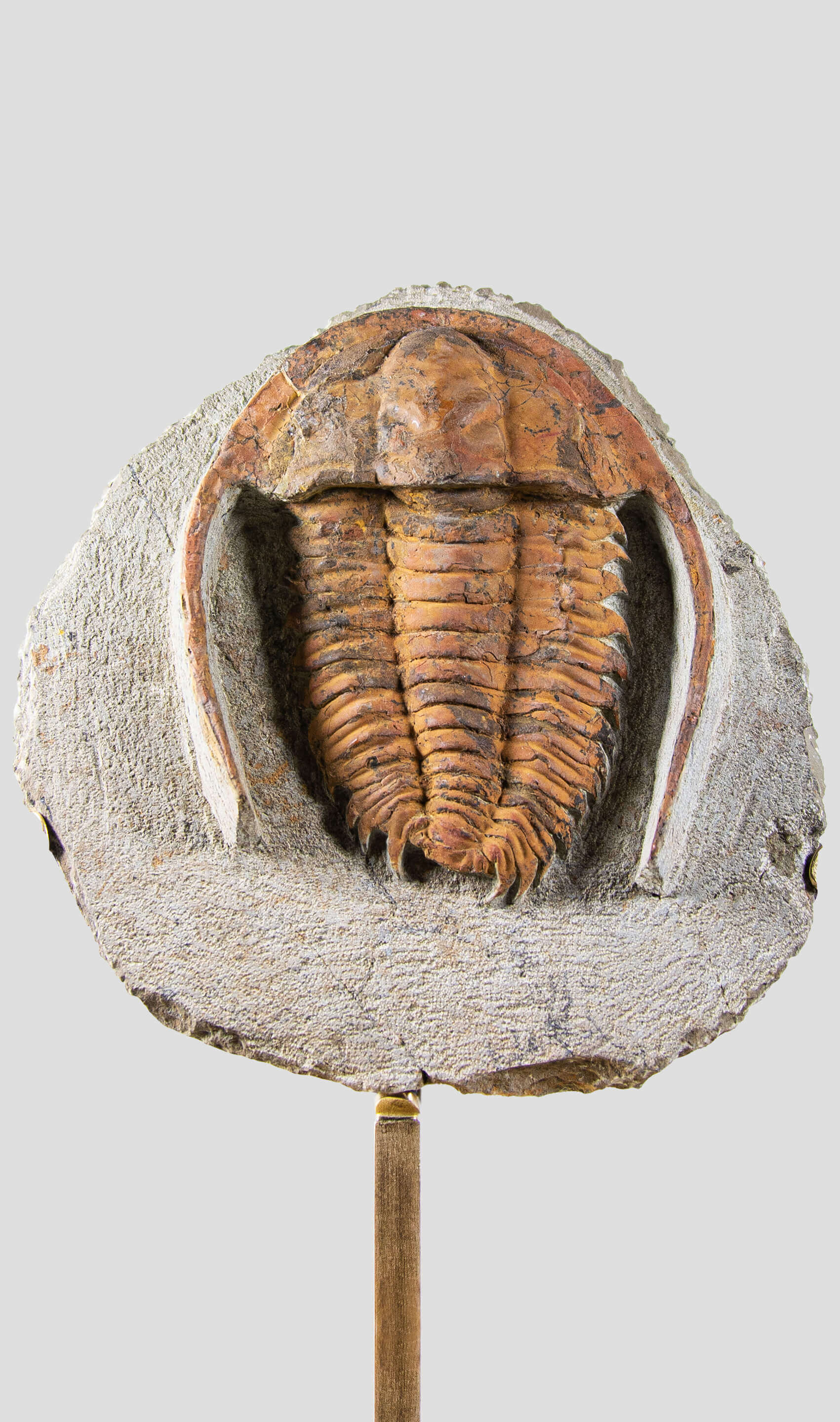A very nice rustic trilobite fossil for sale on brass stand 64