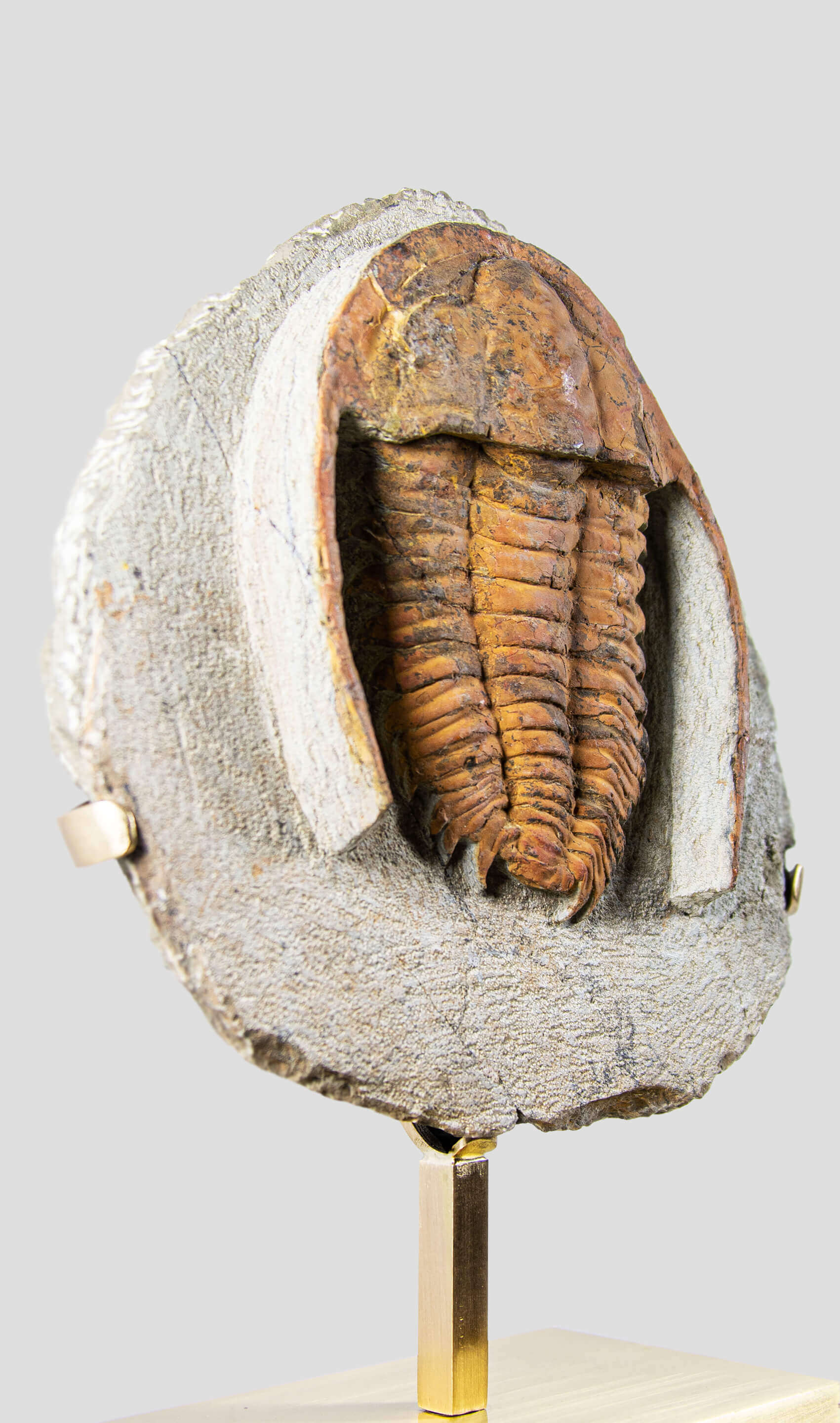 A very nice rustic trilobite fossil for sale on brass stand 68